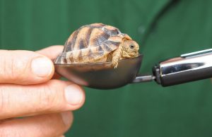 The Maharishi Ayurveda Strategy to Elegance as well as Skin Treatment with Nancy Lonsdorf M.D.