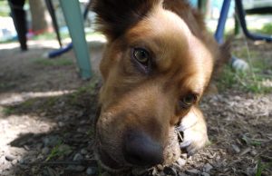 Should Kid Consume Vegan?