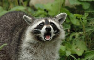 Utilizing Cleansing Diets Efficiently