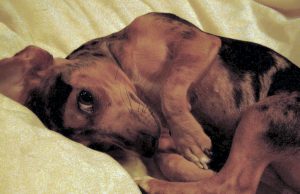 Tips for Adults over 60 with Heart Disease to still Enjoy Se…