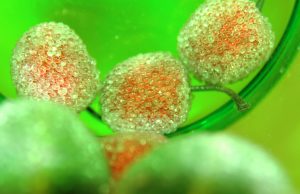 Live A Healthier As Well As Happier Life With These Health And Fitness Tips (3)