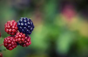 Create The Right Prepare For Optimizing Your Nourishment (2)