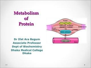 Dietary Protein: Strategies​ for Optimizing Metabolic Health