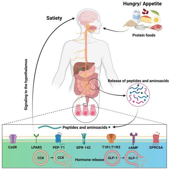 The Science Behind Protein-Induced Satiety and Metabolism Boost