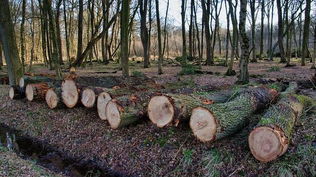 Deforestation​ and Habitat Loss: The Hidden Cost of Meat