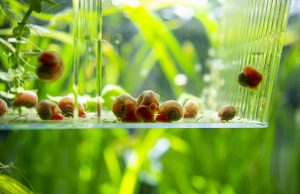 The role of calcium for non-dairy diets The role of calcium for non-dairy diets