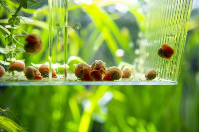 The role of calcium for non-dairy diets