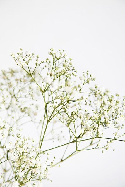 Soothing ⁤Botanicals: ‌Harnessing the Power‍ of Plants