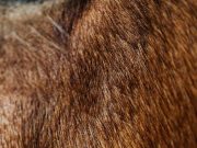 Tips for protecting hair color from fading Tips for protecting hair color from fading