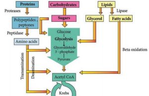 Importance of protein for metabolic health Importance of protein for metabolic health