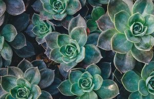 How to maintain energy with plant-based diets How to maintain energy with plant-based diets