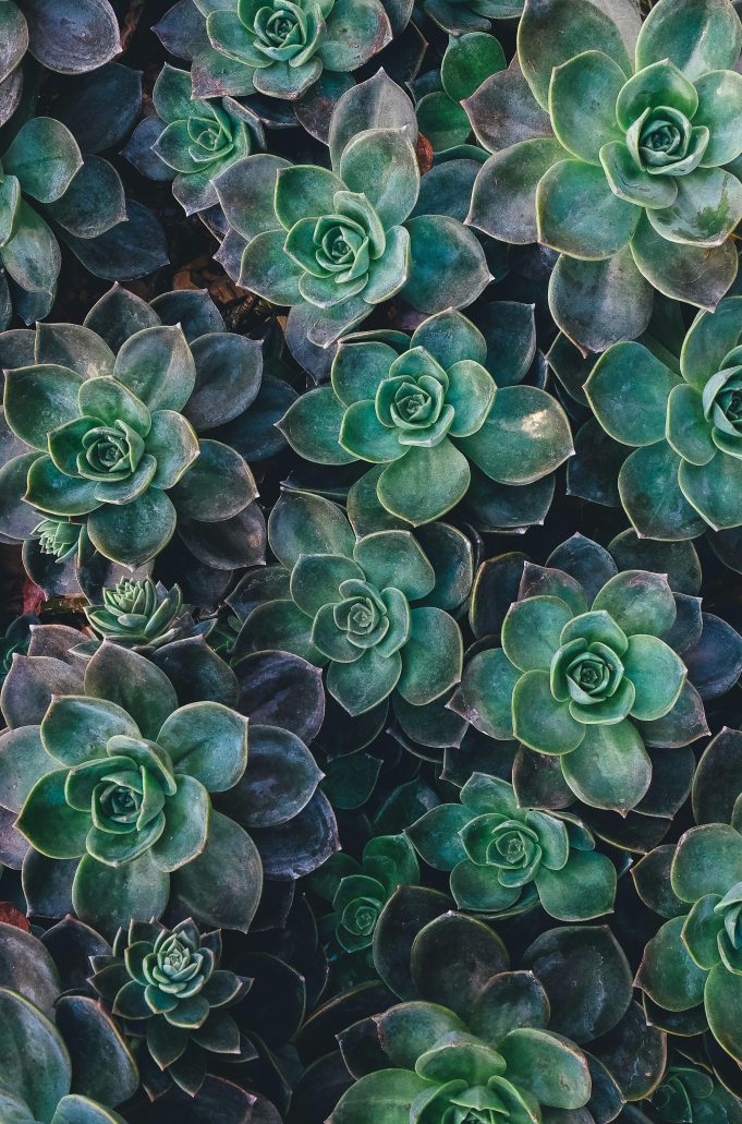 How to maintain energy with plant-based diets