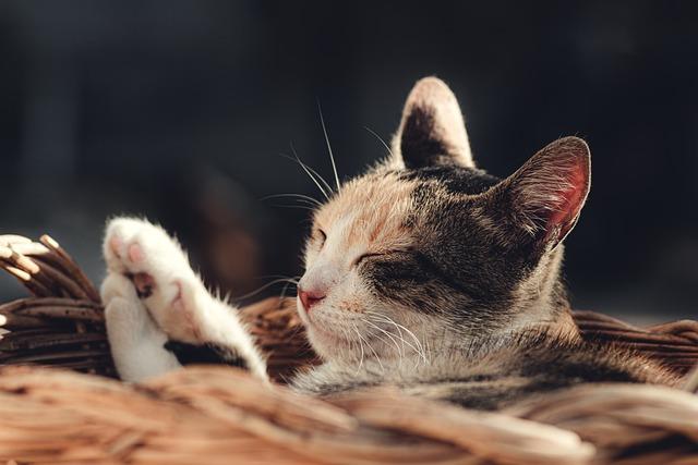 Why Rest ⁢Days Are Essential for Muscle Growth
