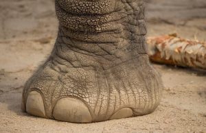 Building core stability through planking exercises Building core stability through planking exercises