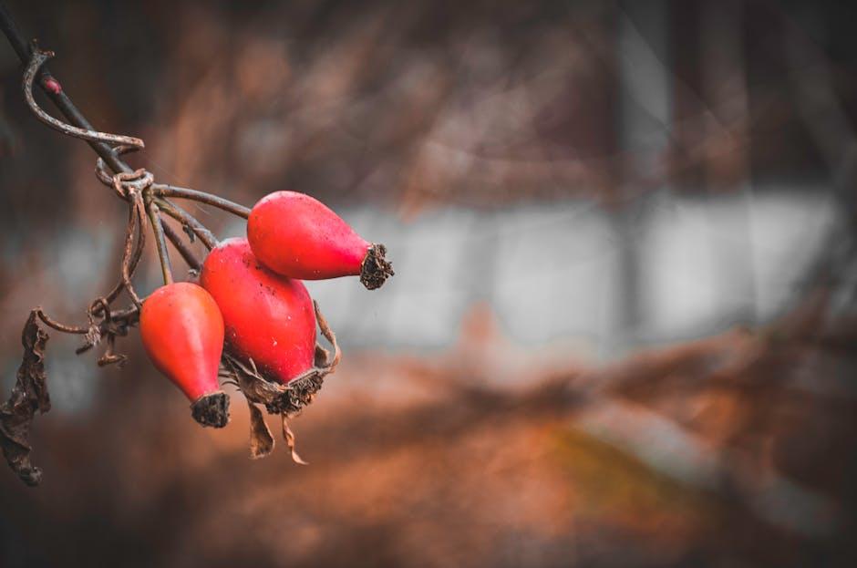 A Deep Dive ⁤into the Nutrients of ‌Rosehip‍ Oil