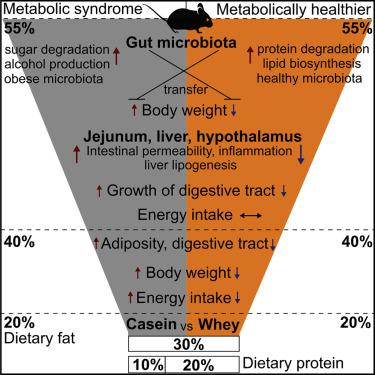 Understanding the Science Behind Fat Consumption