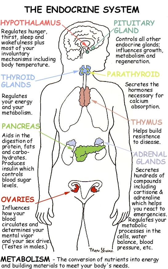 Hormonal Influence How Men and Women Differ in Exercise Adaptation