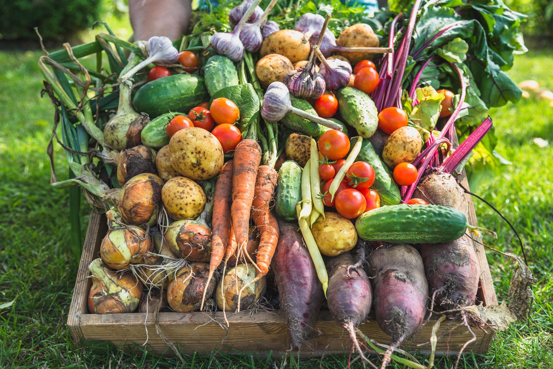 Nutritional Value: Are Organic Vegetables Really Healthier